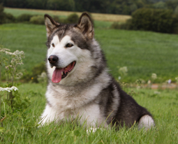 Dare yakima of keema's wolf pack