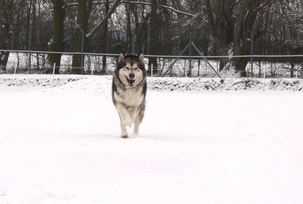On the road again in-search Of Panem's Wolf